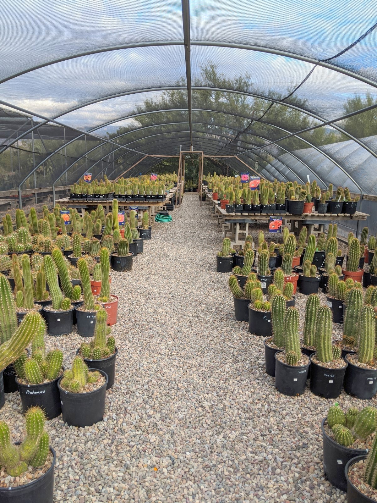 Local Tourist: B&B Cactus Farm Tour - Forever Growing Up