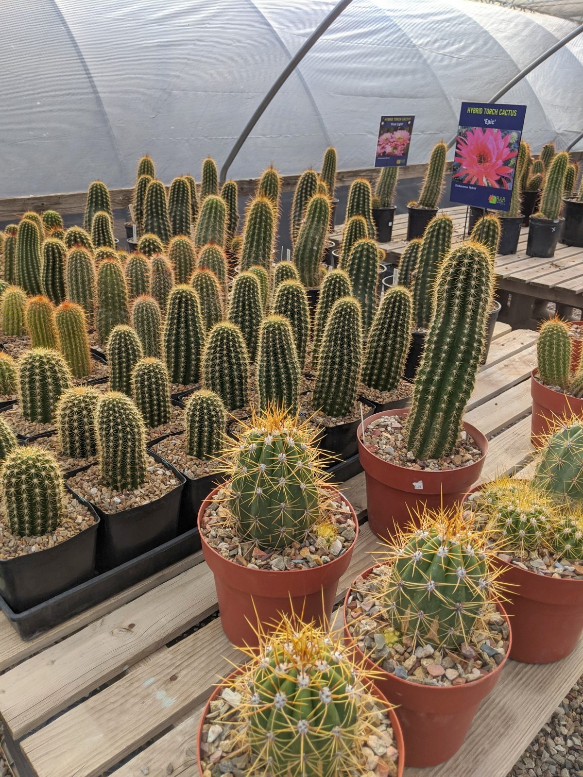 Local Tourist: B&B Cactus Farm Tour - Forever Growing Up