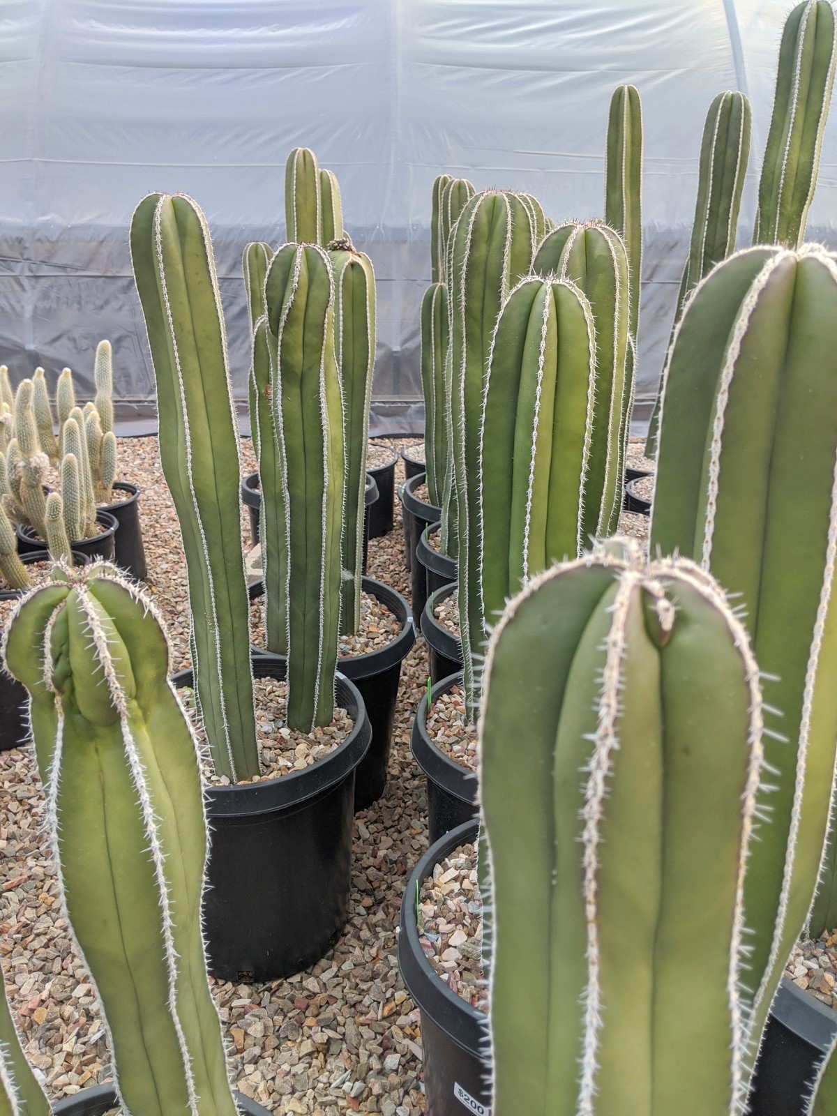 Local Tourist: B&B Cactus Farm Tour - Forever Growing Up