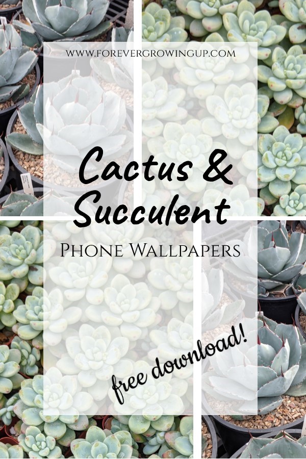 cactus phone wallpapers