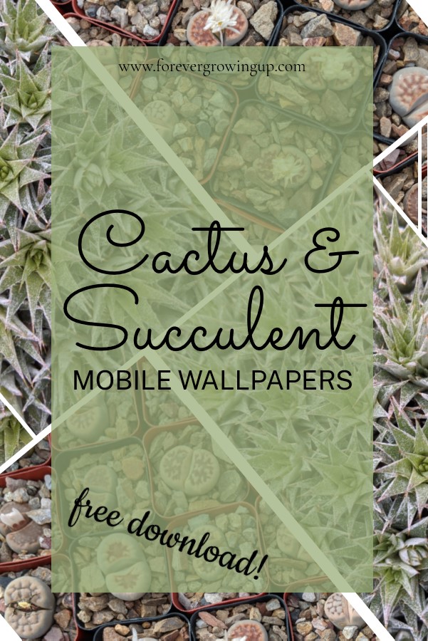 cactus phone wallpapers