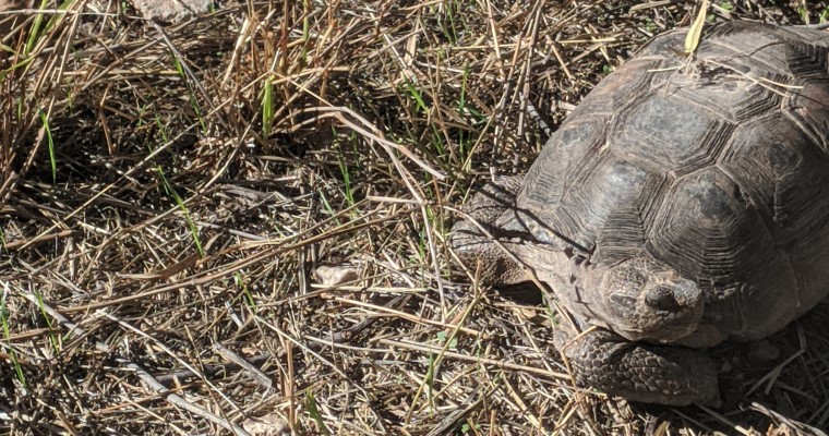 Our Desert Tortoise Adventure - Forever Growing Up