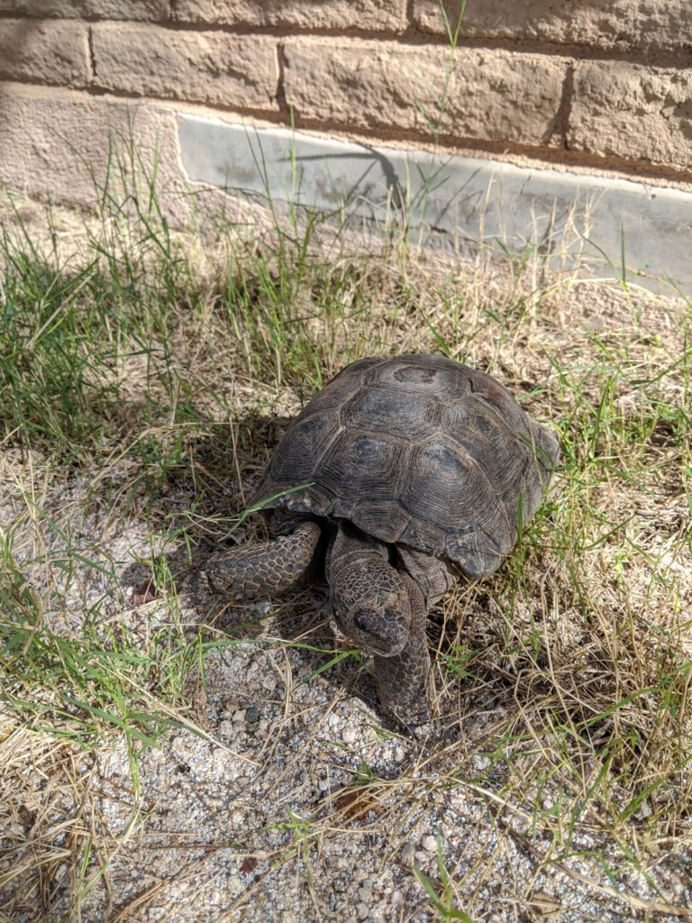 our desert tortoise adventure - the tortoise hanging out in the backyard
