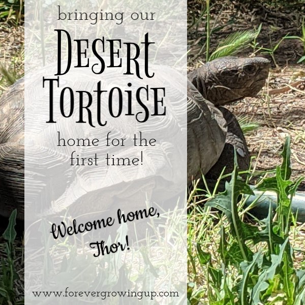 bringing our desert tortoise home